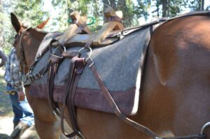Saddle pad and saddle on horse.