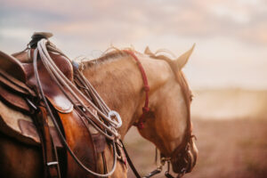 Image of a horse and sunset.