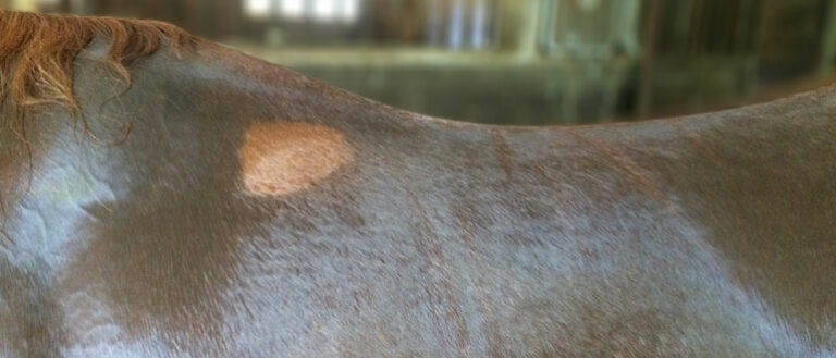 Picture of a horse's back once a saddle is removed.