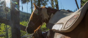 Image of a horse in the wilderness.