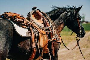 Why 100% Pure Wool Saddle Pads are Essential for Your Horse’s Comfort - 1