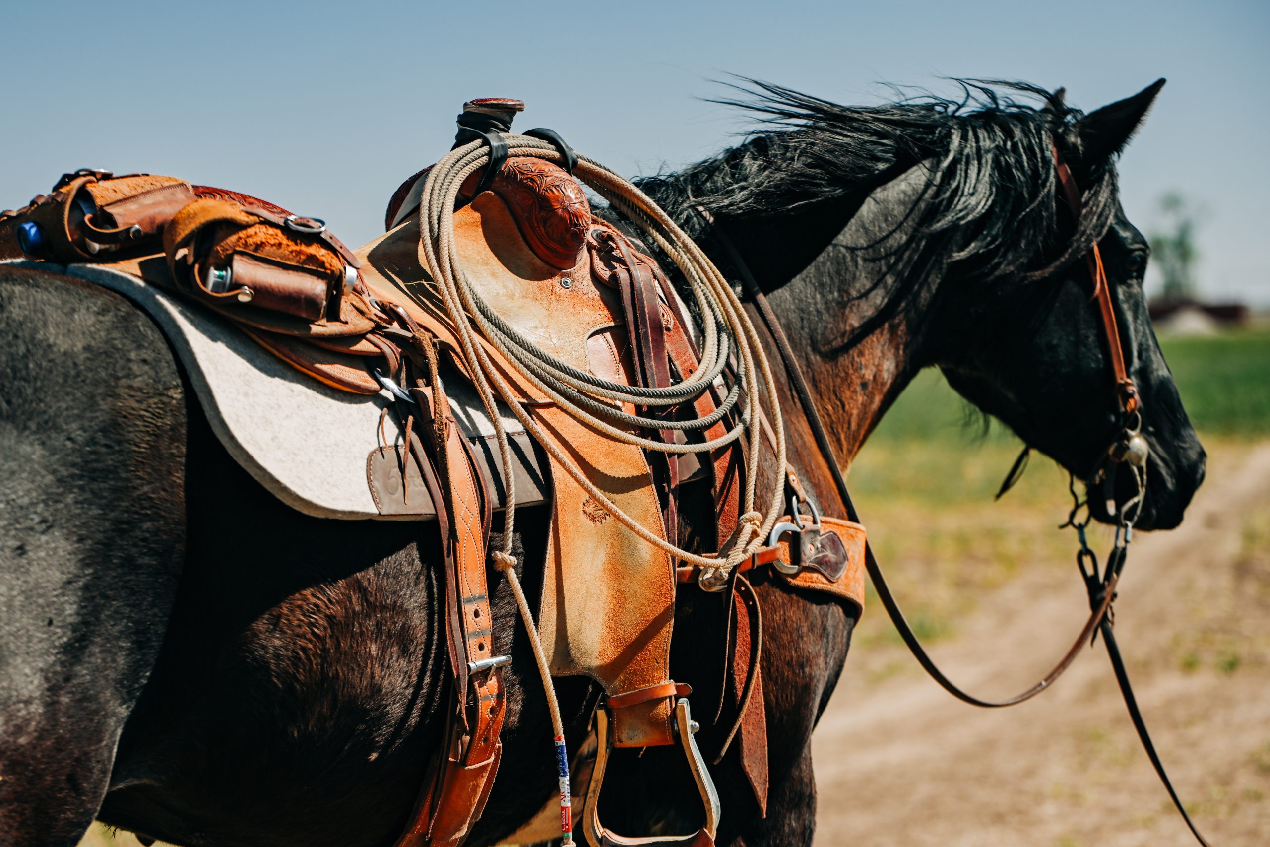 Why 100% Pure Wool Saddle Pads are Essential for Your Horse’s Comfort