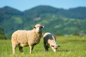 How Is Felt Made? Everything You Need to Know About This Natural, Durable Material - 6