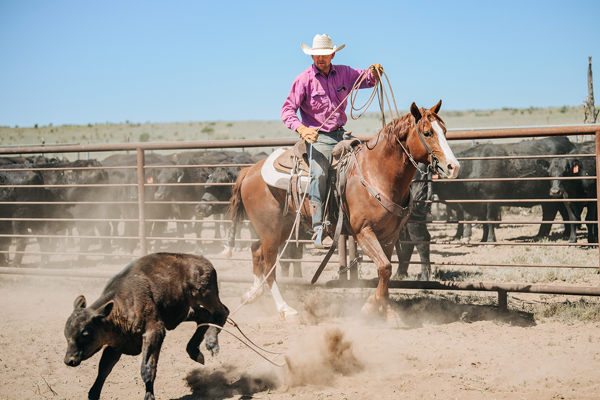 Why 5 Star Saddle Pads Outperform the Rest—Ride After Ride