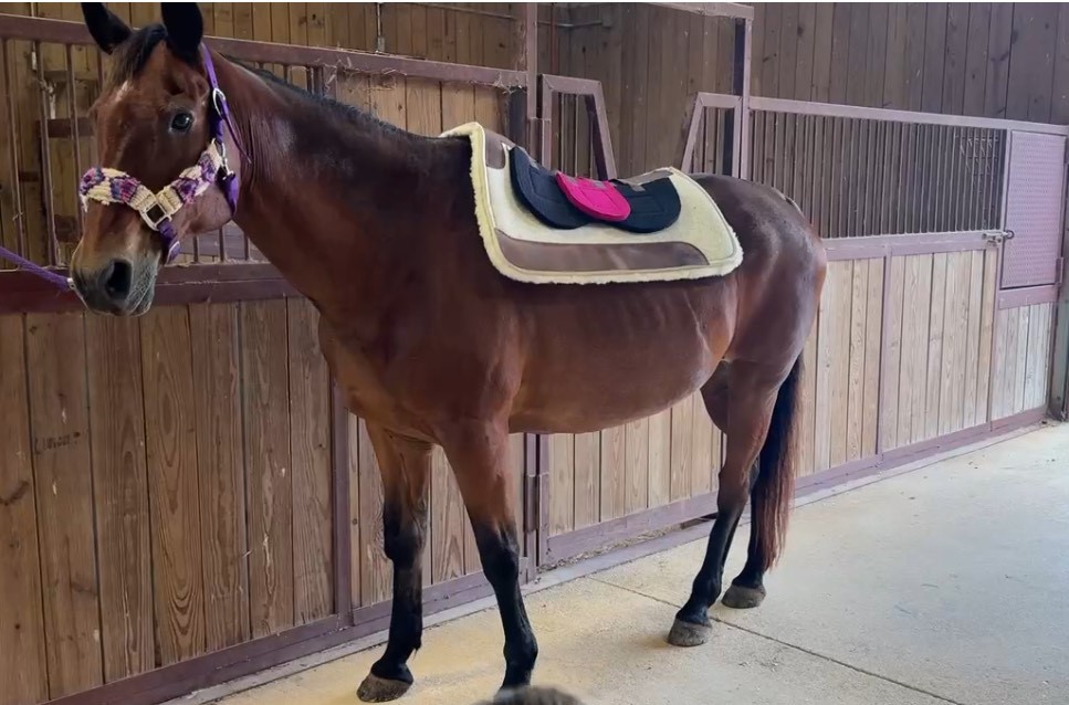 Is Your Horse Showing Signs of Discomfort? 4 Signs to Watch For (and how to correct them)