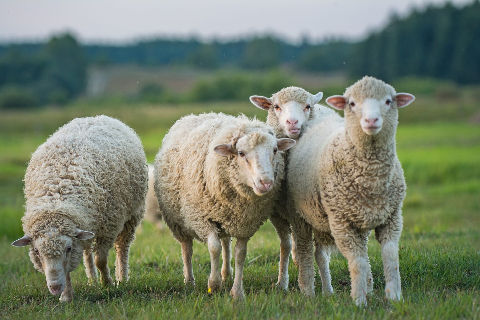 Give Your Horse the Softest Ride: The Benefits of a Fleece Lined Wool Pad