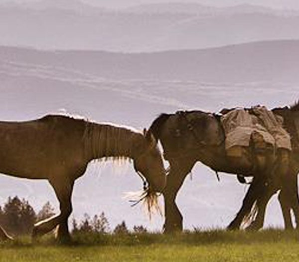 Cutter Mohair Cinches