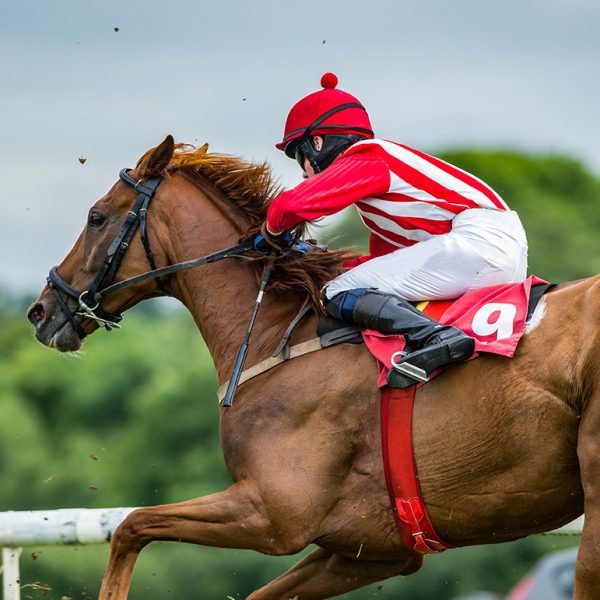 Jockey Pads