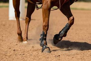 Horse wearing 5 Star cool Stride boots in action.