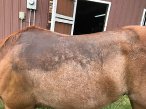 Common Signs Your Horse’s Saddle Pad Doesn’t Fit Right | Fit Guide - 1