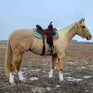 Horse wearing BambooFlex Boots