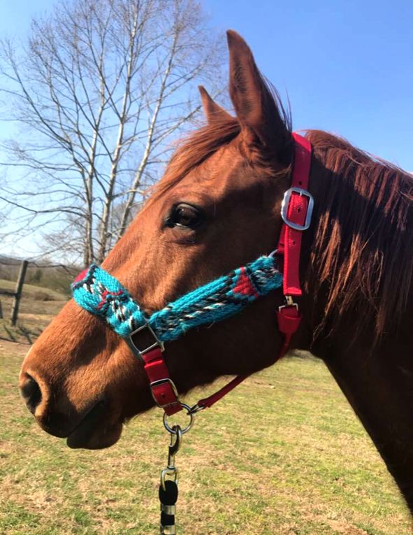 Mohair Halters