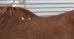 Horse Saddle Pad Fit