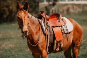 Horse Tack vs. Mule Tack: Understanding the Differences - 1