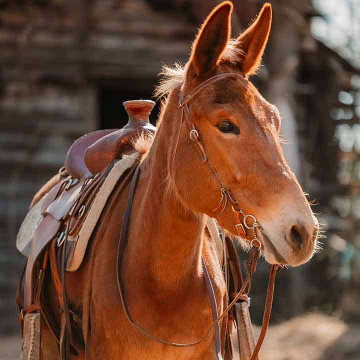 Horse Tack vs. Mule Tack: Understanding the Differences