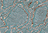 Cascabel Mint and Gold — S167