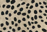 Baby Cheetah HOH — S93