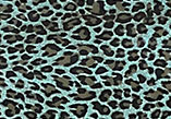 Caribbean Blue Leopard — S101