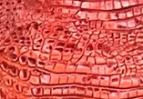 Coral Croc — S153