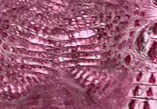 Flamingo Croc — S67