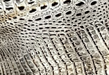 Grey Croc — S117