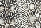 Ivory Python — S82