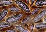 Violet Feathers — S91