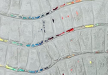 White Rainbow Croc — S135