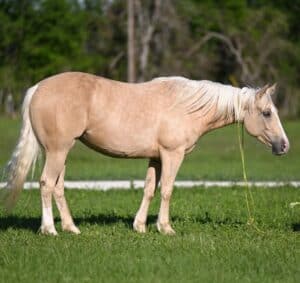 Palomino horse with a wide, flat backline and minimal withers