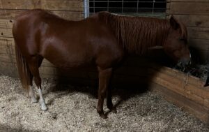 Chestnut horse with prominent withers and a sway back