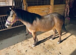 Compact pony with a shorter backline