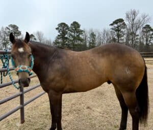 Bay Horse with a standard backline and moderate wither