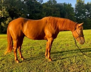 Does Your Saddle Pad Fit Your Horse's Backline? - 8